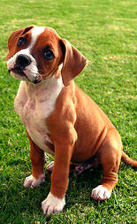367px Boxer puppy fawn