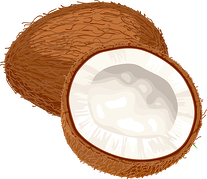coconut clipart Coconut