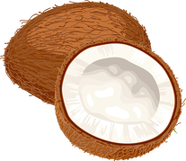 coconut clipart Coconut