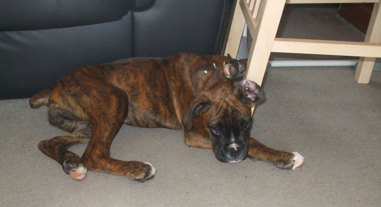 brindle-boxer-bitch-for-sale-538ecff767d1a.jpg